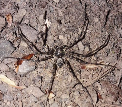 Philodromus sp.